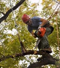 1/2 Day Tree Trimming Service