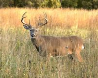 Central Texas Whitetail Buck Hunt