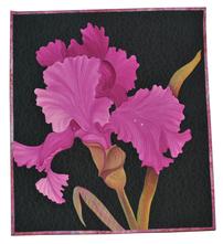 Iris Fushia 202//221