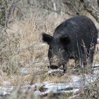 2 Person Guided Hog and Varmint Hunt 202//202