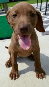 Chocolate Lab Mix Puppy 159//280