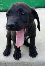 Black Lab Puppy 194//280