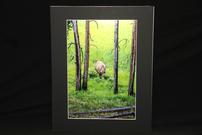 Elk Photo Print 202//135