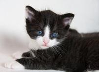 Underwrite spay or neuter of shelter kitten or cat