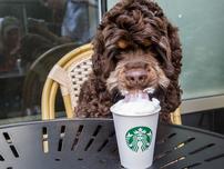 Starbucks Dog Lover 202//152