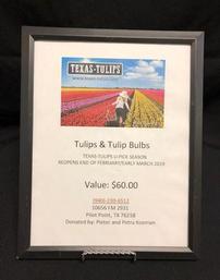 Pick Tulips! 202//257