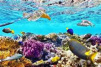 The Great Barrier Reef for 4 People for 5 Nights 202//135