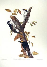 CXXXII Three-toed Woodpecker 198//280