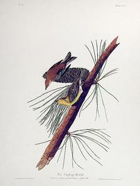 CXL Pine Creeping Warbler 202//269