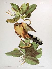 CLXIX Mangrove Cuckoo 202//269