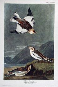 CLXXXIX Snow Bunting 185//280