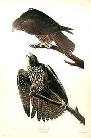 CXCVI Labrador Falcon