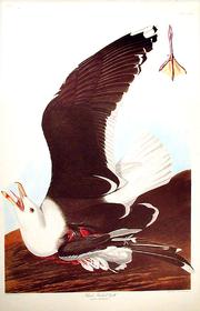 CCXLI Black-backed Gull 180//280