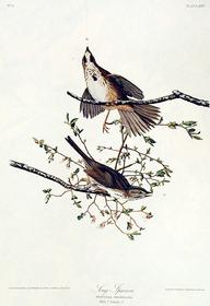 XXV Song Sparrow 192//280
