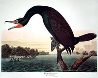 CCLII Florida Cormorant 202//161