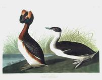 CCLIX Horned Grebe 