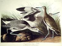 CCLXXIV Semipalmated Snipe or Willet 202//149