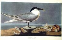 CCLXXIX Sandwich Tern 202//130