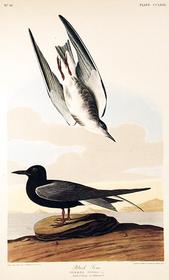 CCLXXX Black Tern 169//280