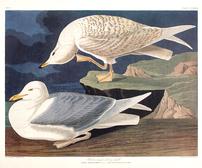 CCLXXXII White-winged Silvery Gull 202//168