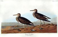 CCXCIV Pectoral Sandpiper 202//131