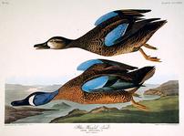 CCCXIII Blue-winged Teal 202//149
