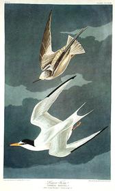 CCCXIX Lesser Tern 168//280