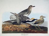 CCCXXXIV Black-bellied Plover 202//147