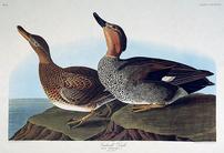 CCCXLVIII Gadwall Duck 202//138