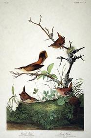 CCCLX Winter Wren, Rock Wren 186//280