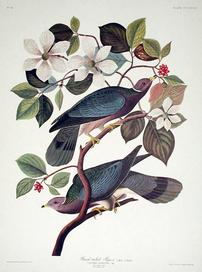 CCCLXVII Band-tailed Pigeon 202//272