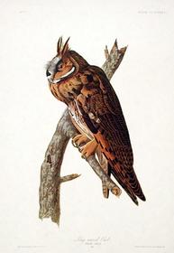 CCCLXXXIII Long-eared Owl 193//280