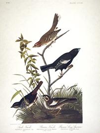 CCCXC Lark Finch; Prairie Finch; Brown Song Sparrow 202//269