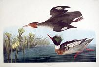 CCCCI Red-breasted Merganser 202//137