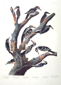 CCCCXVII Maria's Woodpecker; Three-toed Woodpecker; Phillips' Woodpecker; Canadian Woodpecker; Harris's Woodpecker; Audubon's Woodpecker 200//280