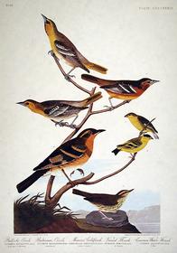 CCCCXXXIII Bullock's Oriole; Baltimore Oriole; Mexican Goldfinch; Varied Thrush; Commom Water Thrush 196//280