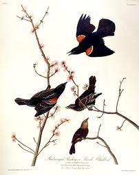 LXVII Red Winged Starling or Marsh Blackbird 202//255