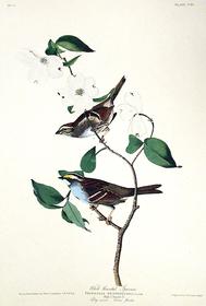 VIII White-throated Sparrow 189//280