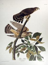 XCII Pigeon Hawk 202//269