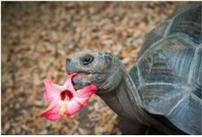 Galapagos Tortoise Encounter! 202//137