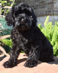 Miniature Australian Labradoodle 202//256