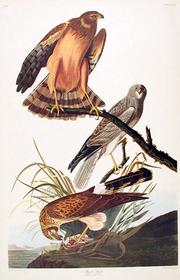 Marsh Hawk - John James Audubon Amsterdam Edition framed print 180//280