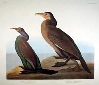 Violet-green Cormorant - John James Audubon Amsterdam Edition framed print 202//173