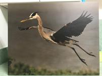 Great Blue Heron Wood Photo Print by Joe Smith 202//151