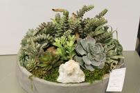 Lakewood Succulents Design 202//135