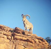 Aoudad Hunt in Llano, TX 202//194