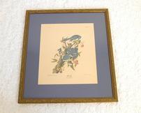 Vintage Blue Jay Print, Framed 202//162