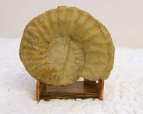 Genuine Ammonite Fossil 202//162