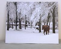 16" x 20" Gallery Wrap canvas of the horse, Rusty 202//162