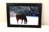 Framed Print of Sorrel Horse under glass 202//135